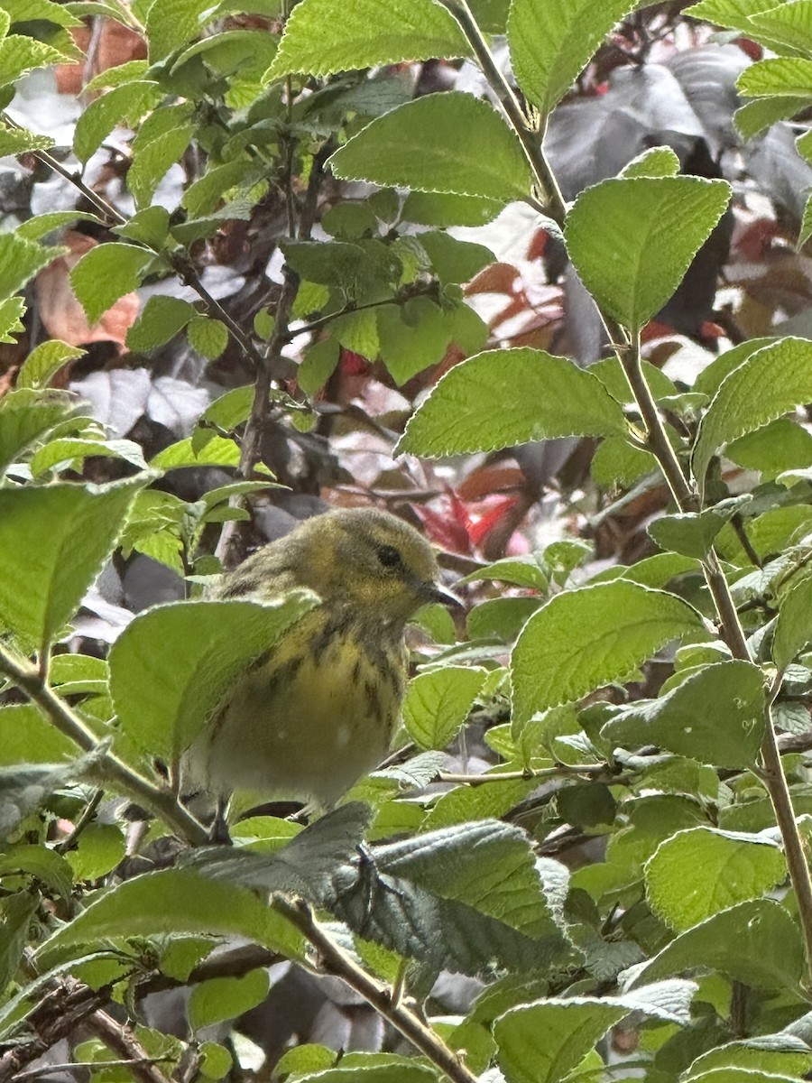 Cape May Warbler - ML605979941