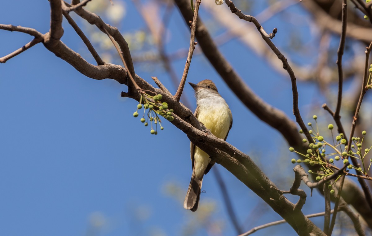 Brown-crested Flycatcher - Eduardo Bergo