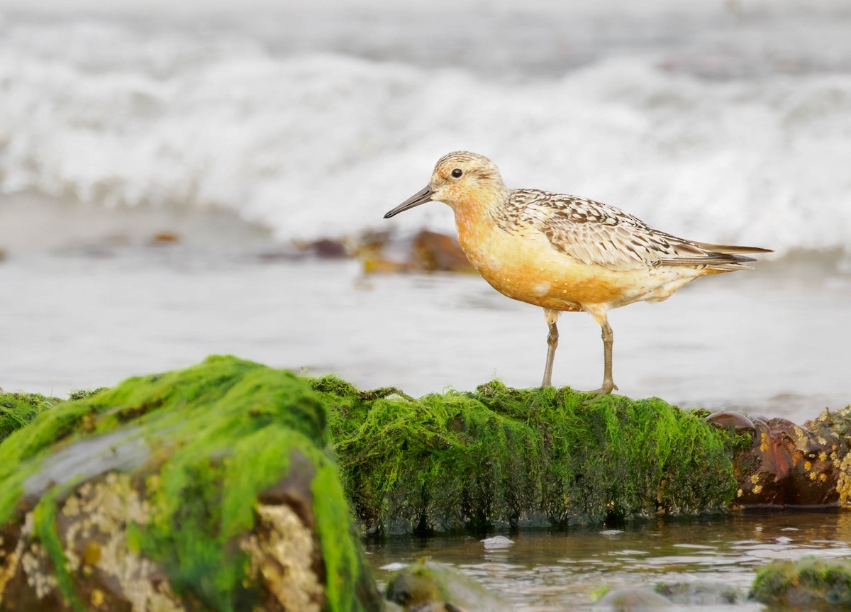 Red Knot - ML605980901