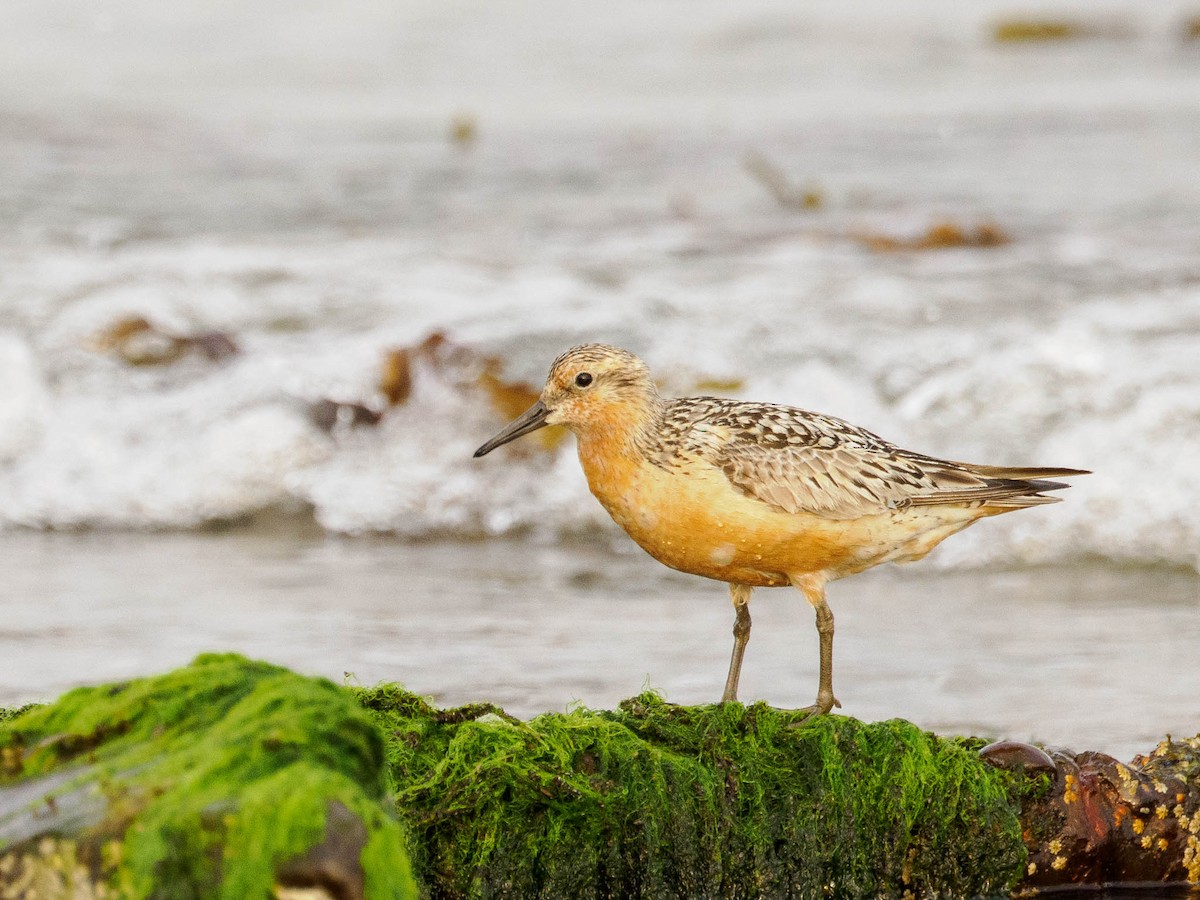 Red Knot - ML605980911