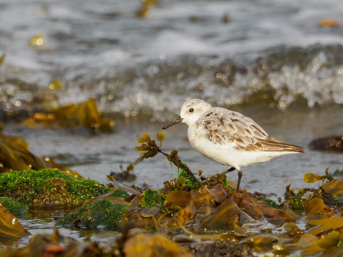 Sanderling - ML605981141