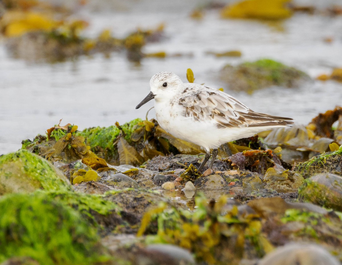 Sanderling - ML605981151