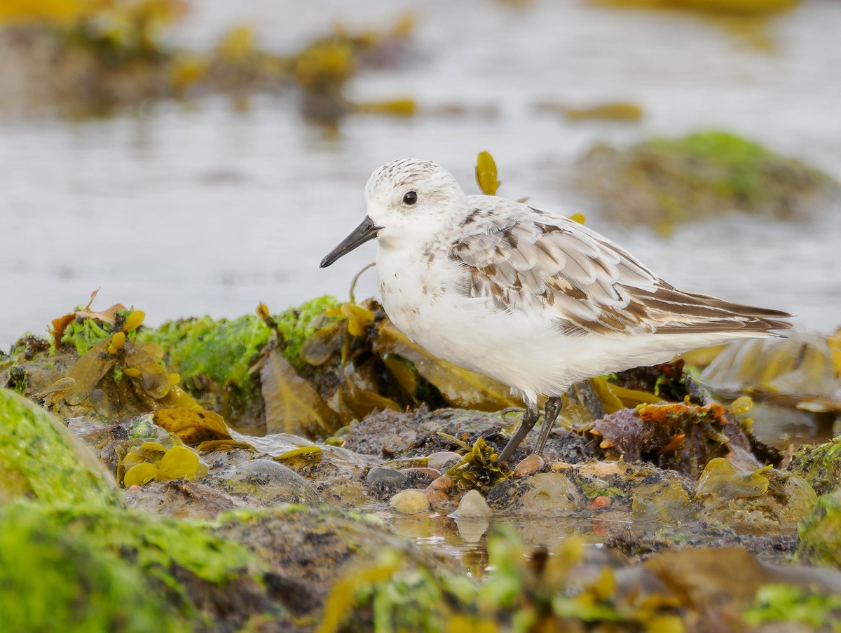 Sanderling - ML605981171