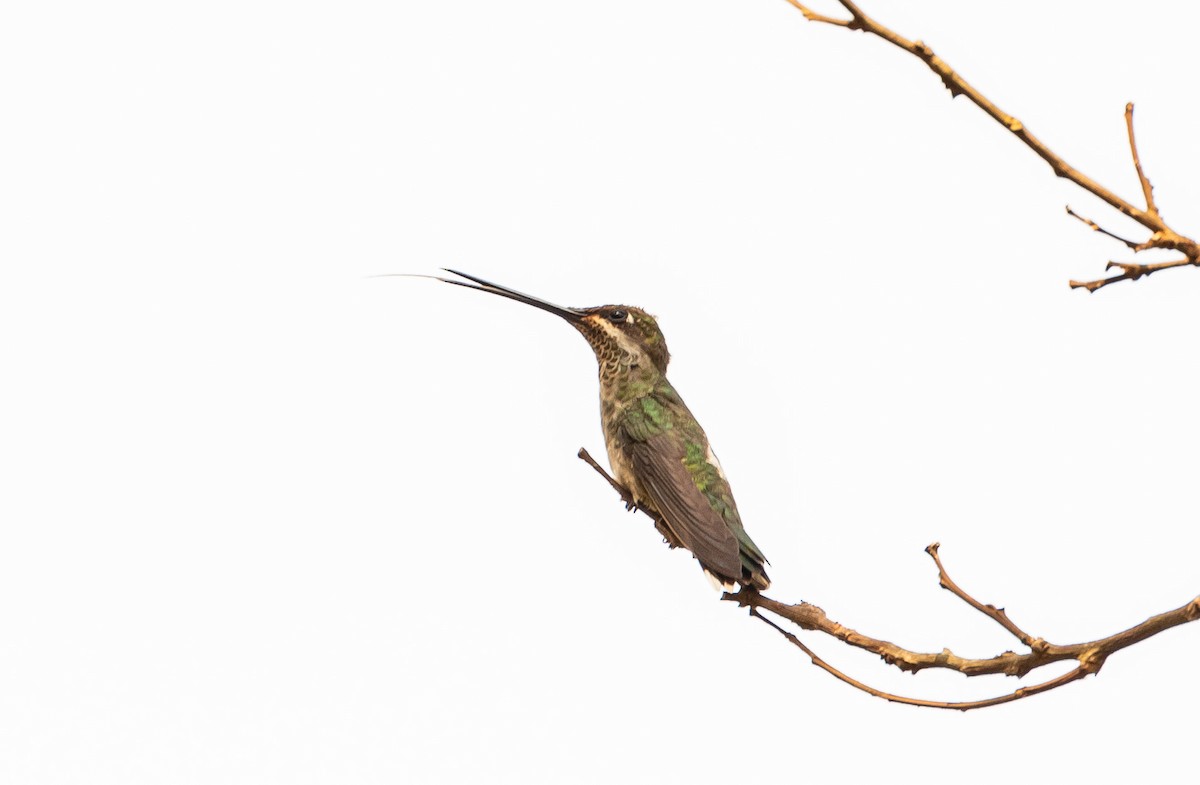 kolibřík fialovolímcový - ML605981931