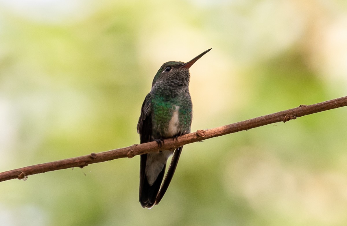 Glittering-throated Emerald - ML605982101