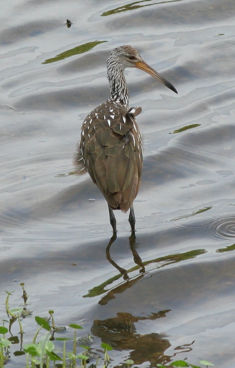 Limpkin - Matthew Bowman