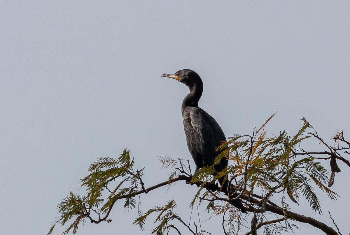 Neotropic Cormorant - Eduardo Bergo