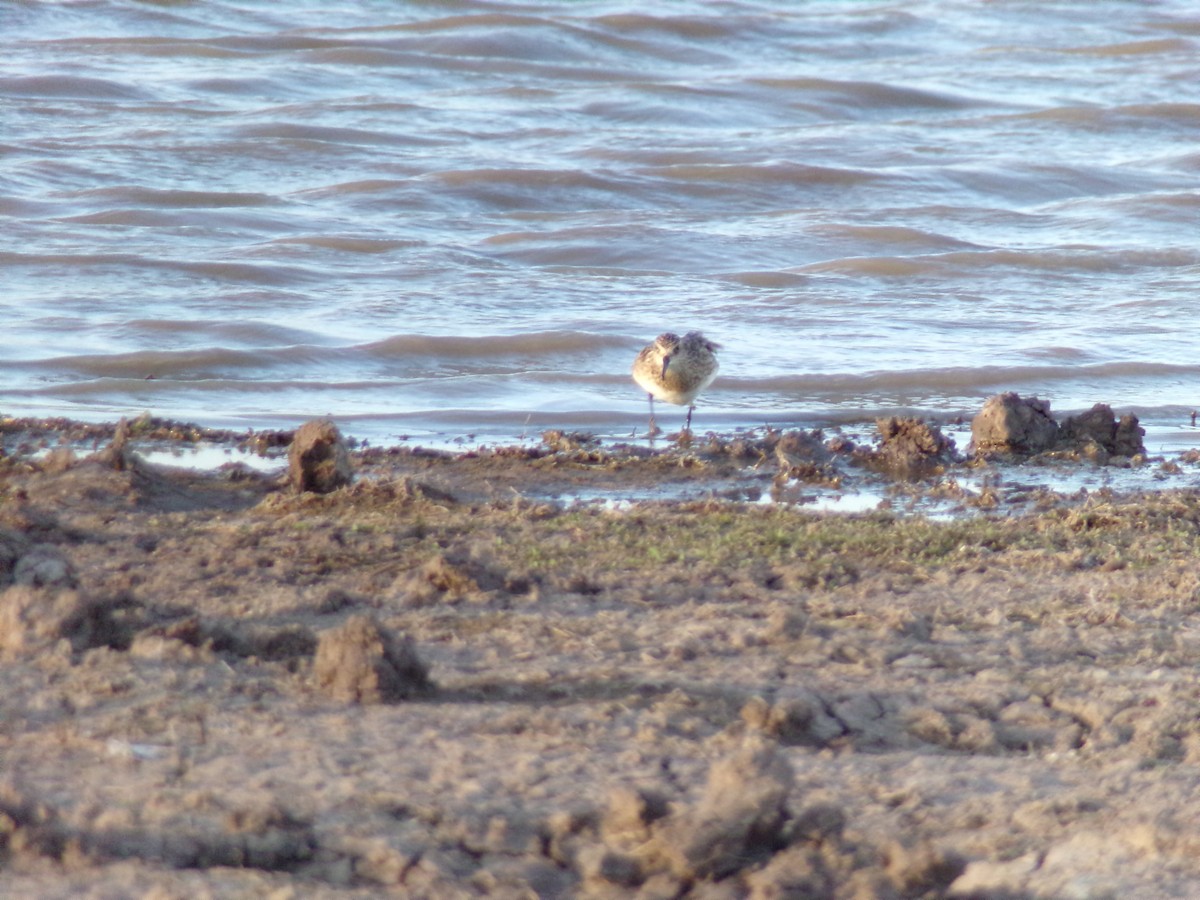 White-rumped Sandpiper - ML605982891