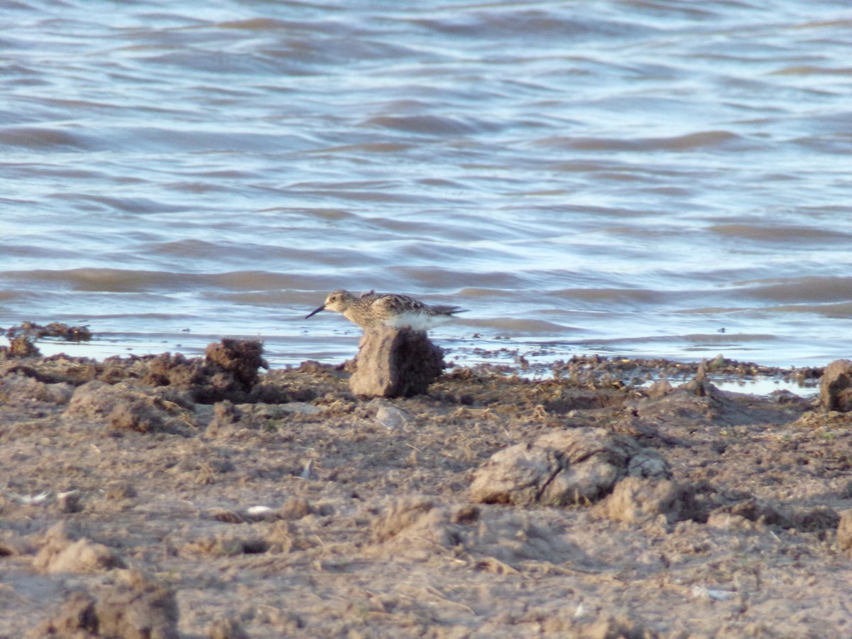 White-rumped Sandpiper - ML605982901