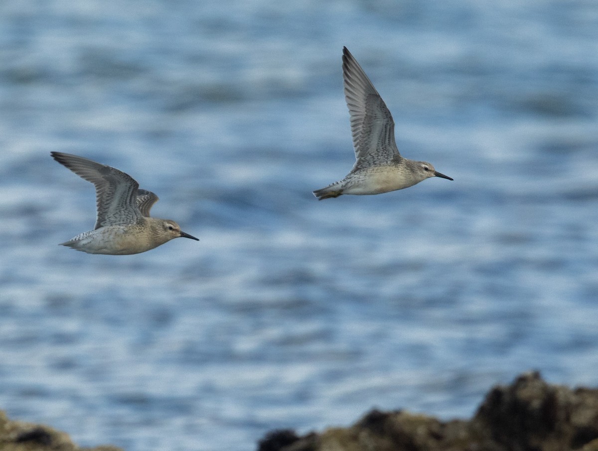 Red Knot - ML605982921