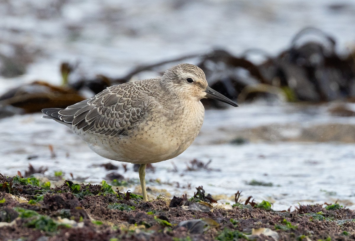 Red Knot - ML605982931