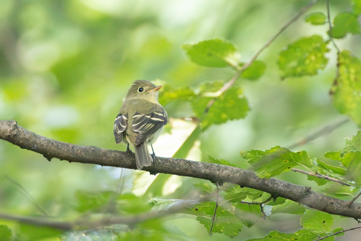 Yellow-bellied Flycatcher - ML605983001