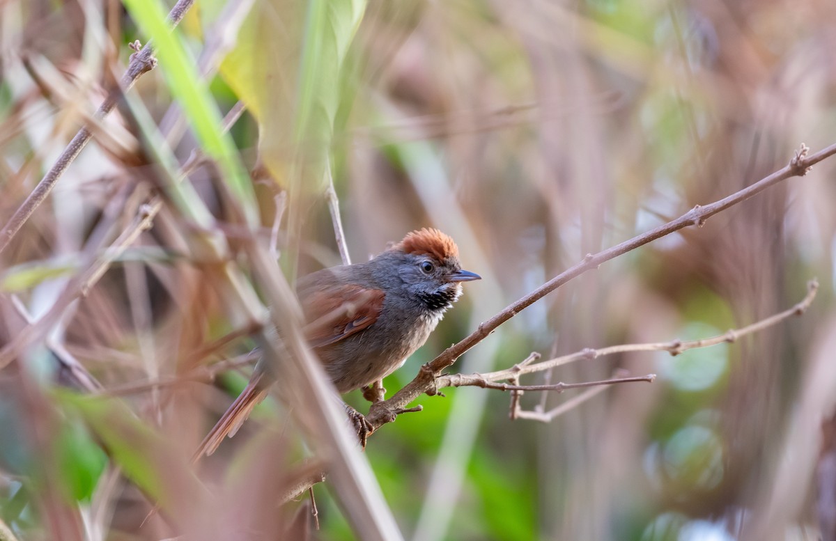 Sooty-fronted Spinetail - Eduardo Bergo