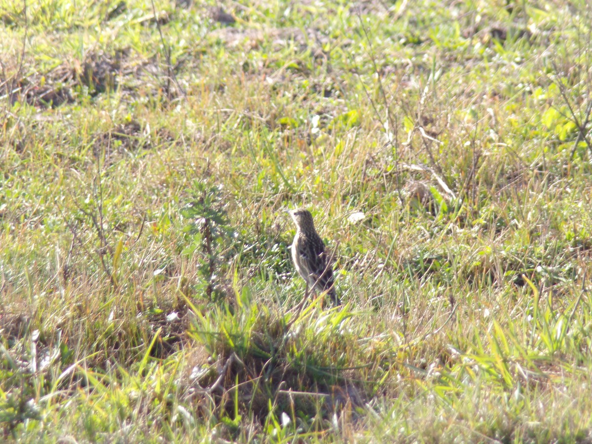 Yellowish Pipit - ML605983791