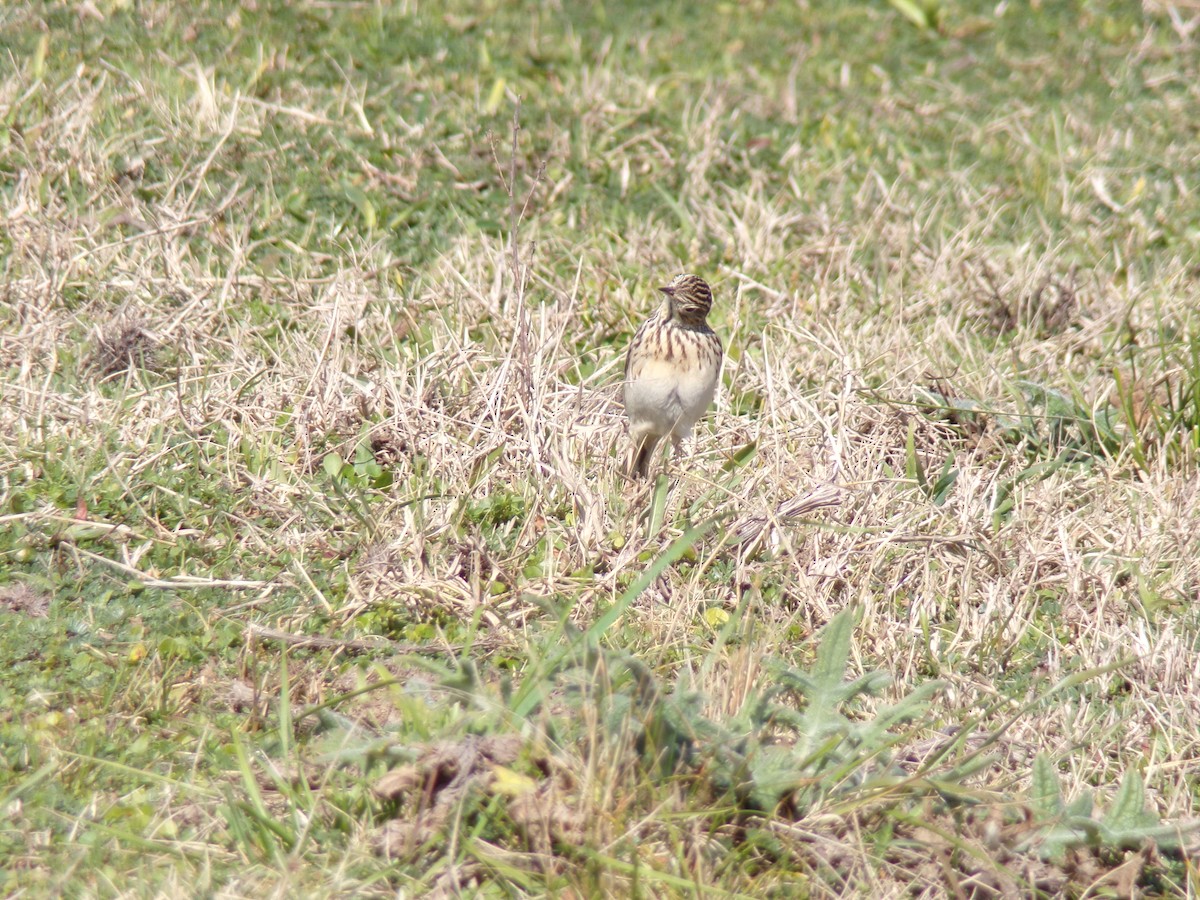 Yellowish Pipit - ML605983801