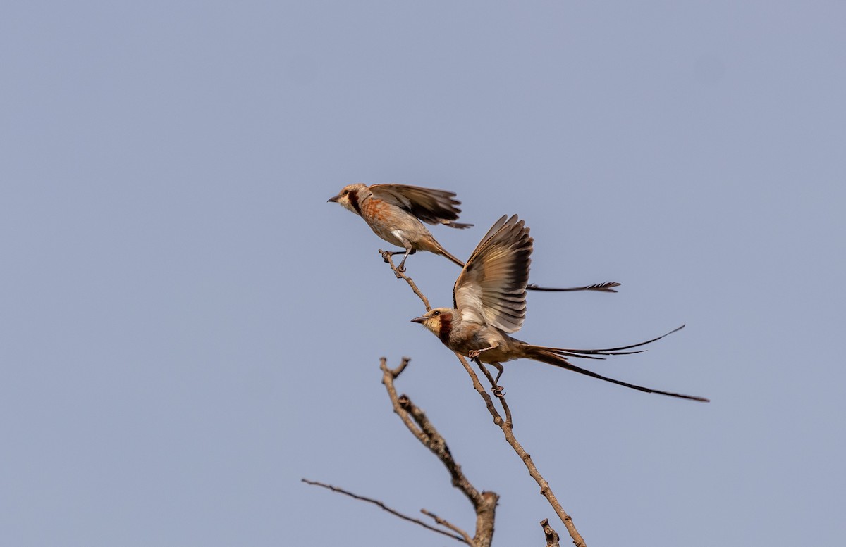 Streamer-tailed Tyrant - Eduardo Bergo