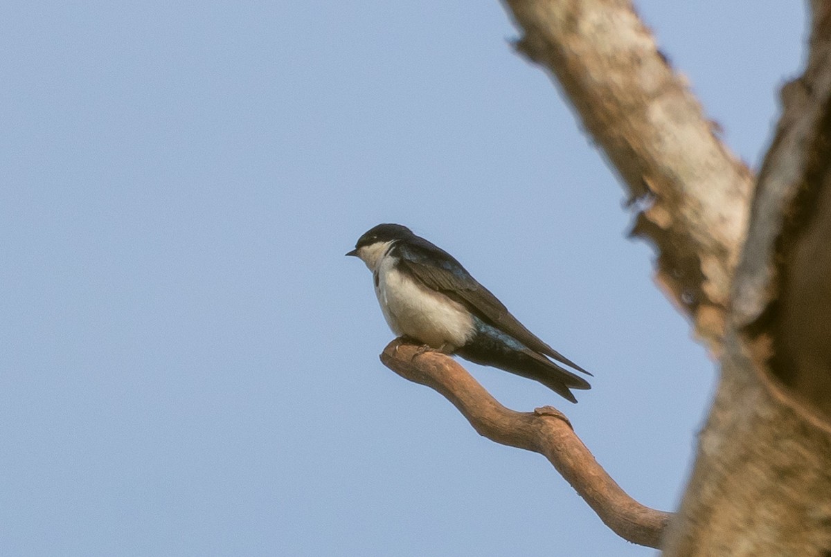 Blue-and-white Swallow - Eduardo Bergo