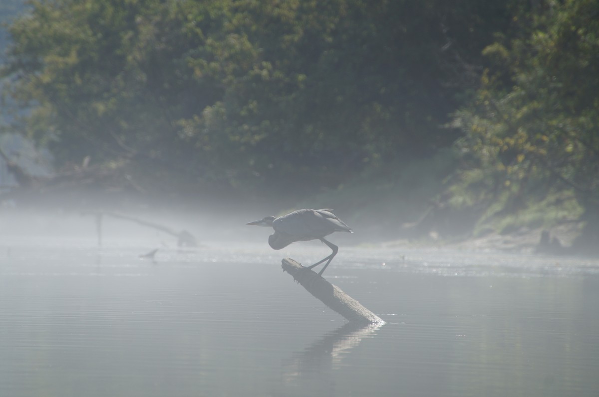 Great Blue Heron - ML605984261