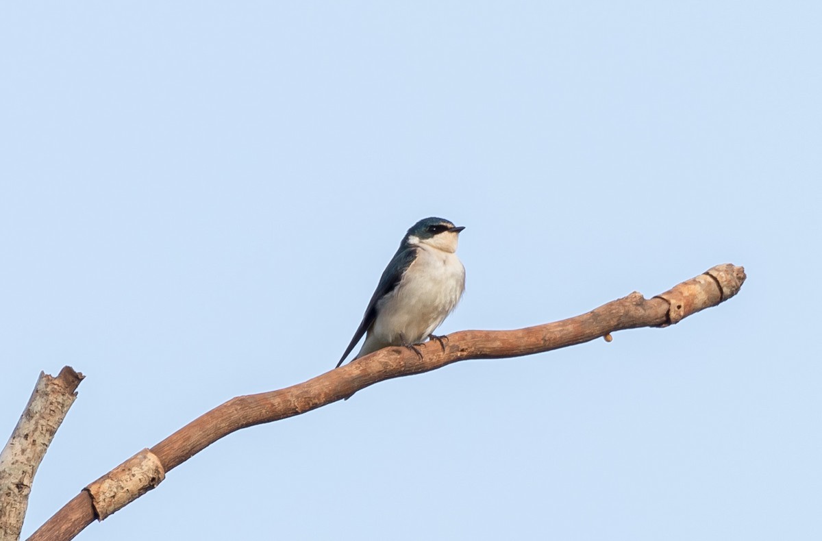 White-rumped Swallow - Eduardo Bergo