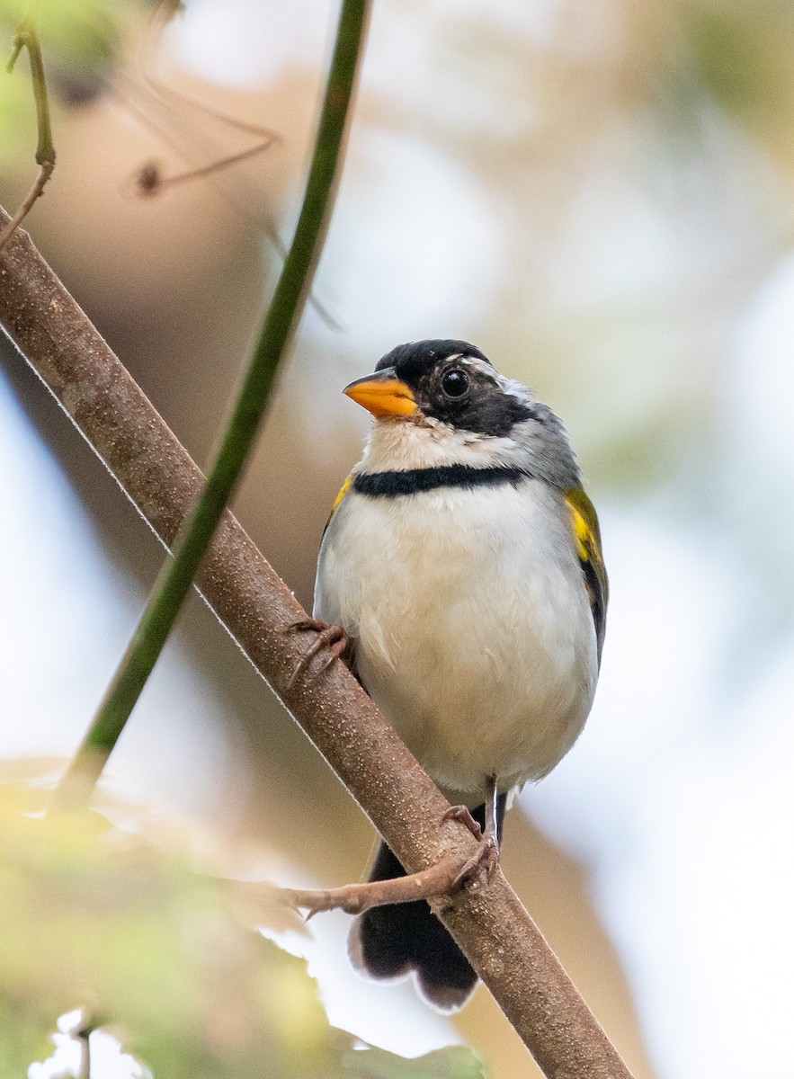 Saffron-billed Sparrow - Eduardo Bergo