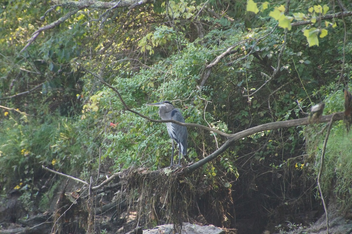 Great Blue Heron - ML605984371