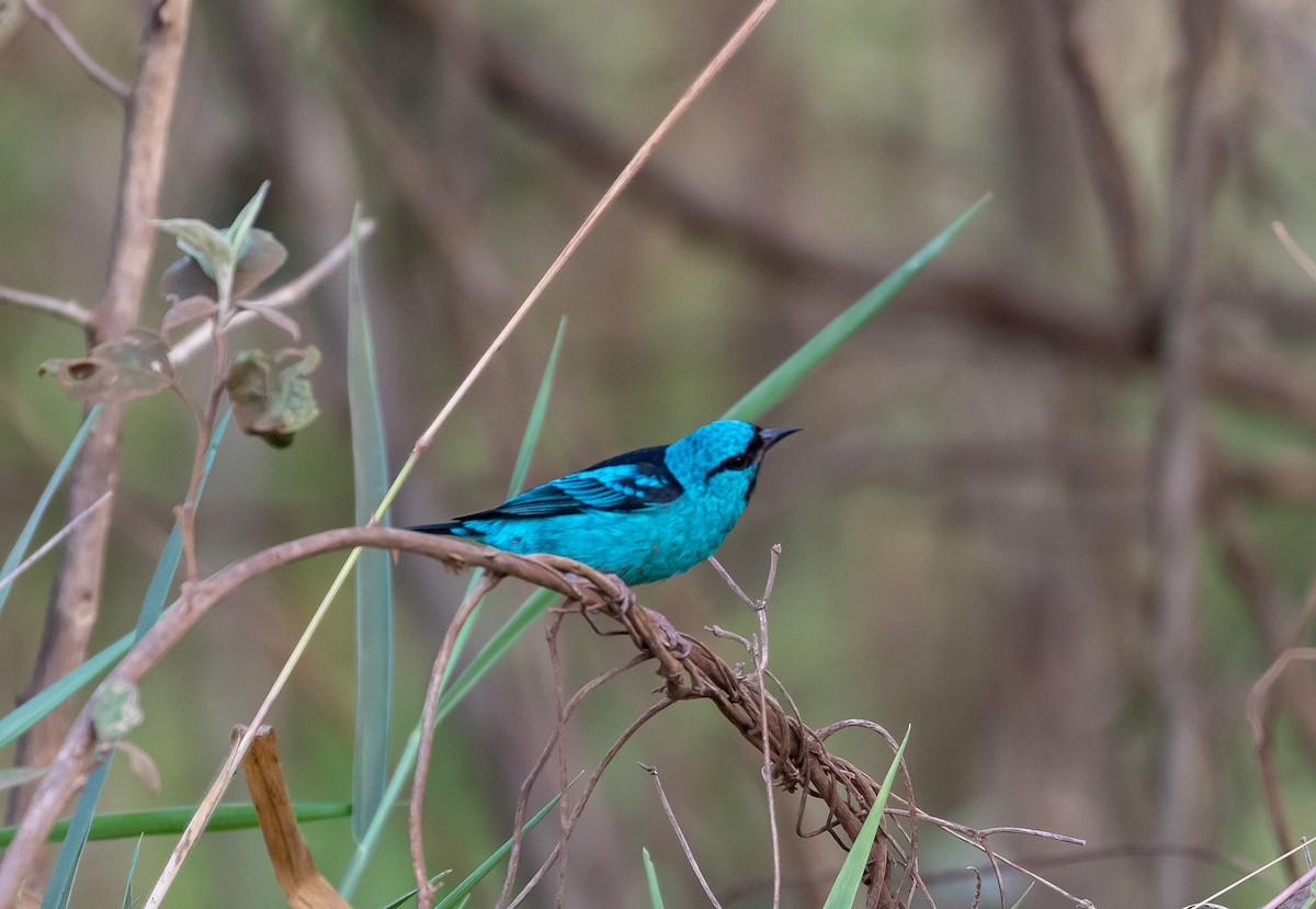 Blue Dacnis - Eduardo Bergo