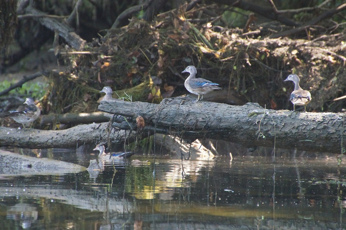 Wood Duck - Anonymous