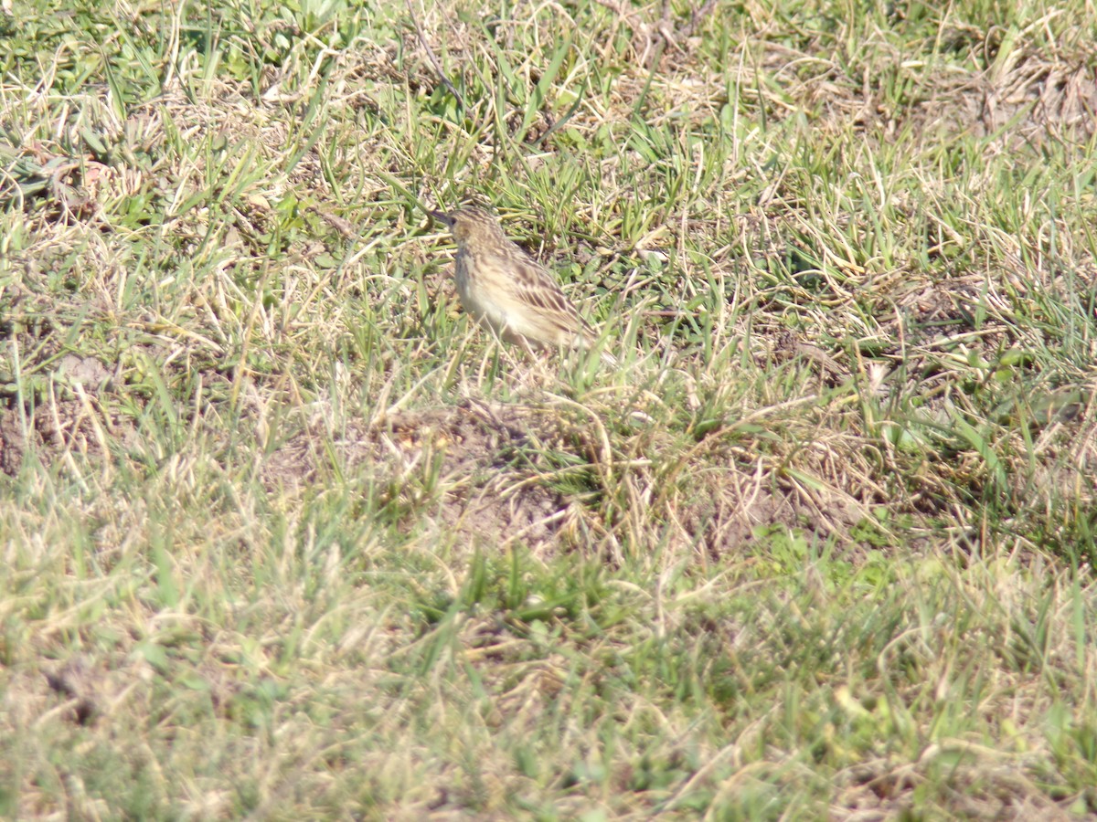 Yellowish Pipit - ML605984521