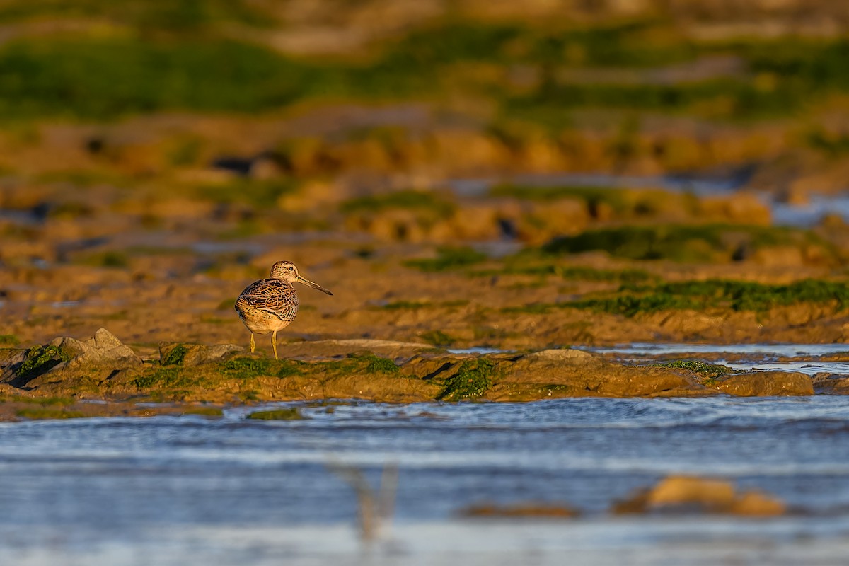 Short-billed Dowitcher - ML605984641