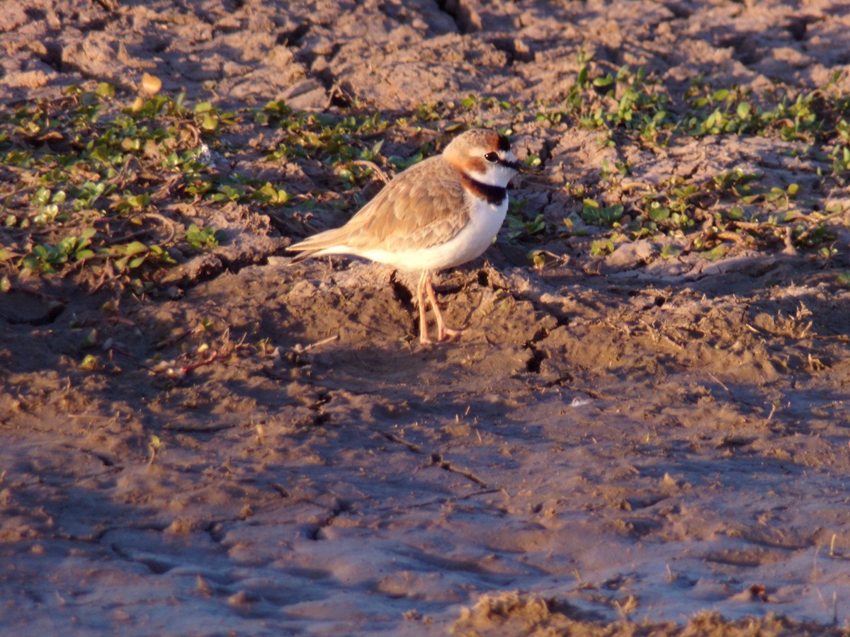 Collared Plover - ML605984981