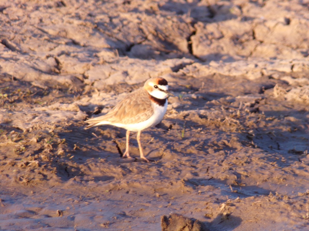 Collared Plover - ML605984991