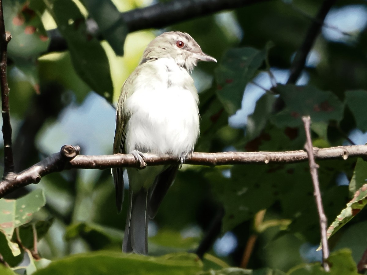 Red-eyed Vireo - ML605985361