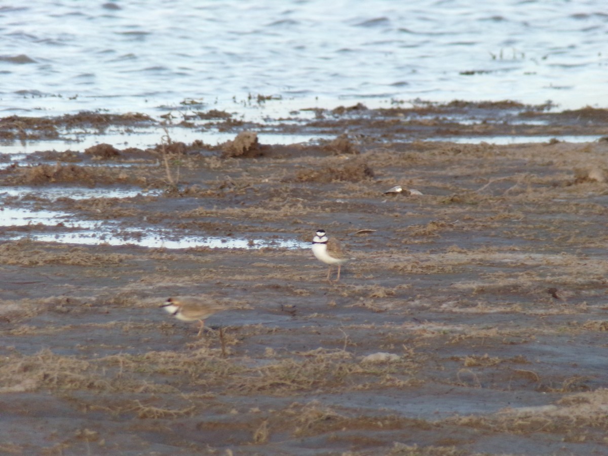 Collared Plover - ML605985621