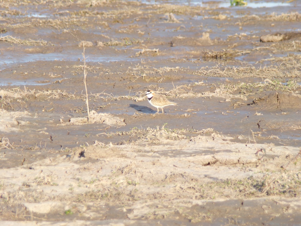 Collared Plover - ML605985631