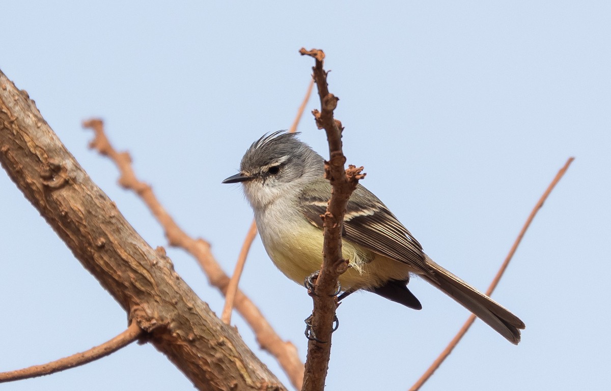 Weißscheitel-Kleintyrann (subcristata/straminea) - ML605985911