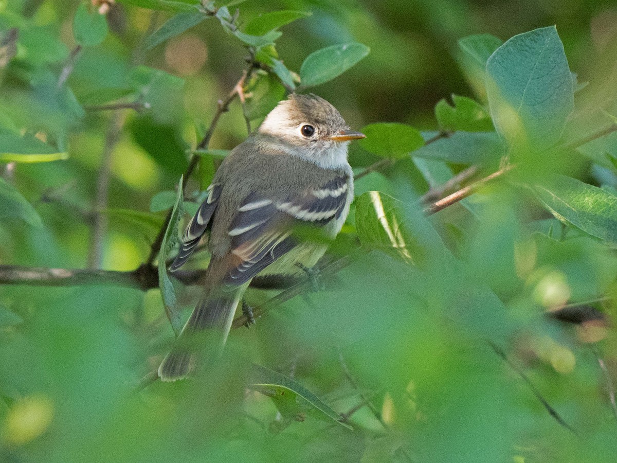 Moucherolle tchébec - ML605986061