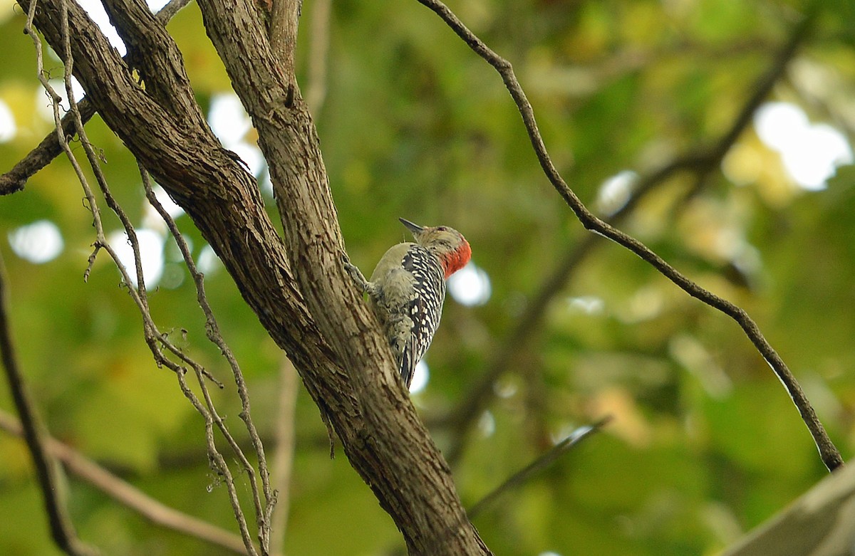 Red-bellied Woodpecker - Bill Telfair