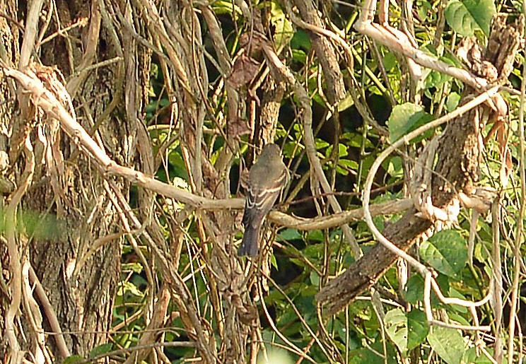 Acadian Flycatcher - ML605986441