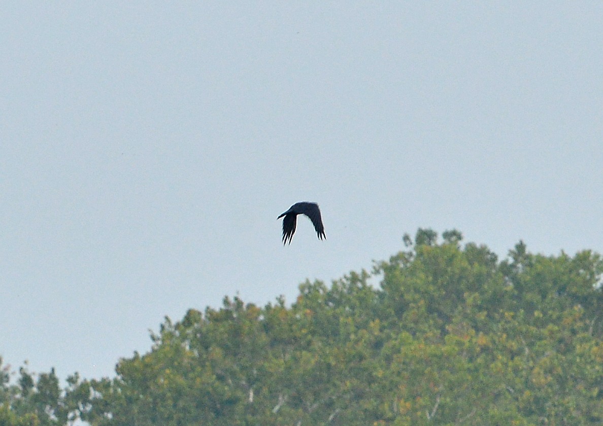 American Crow - ML605986511