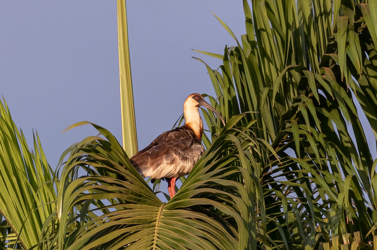 ibis bělokřídlý - ML605986931