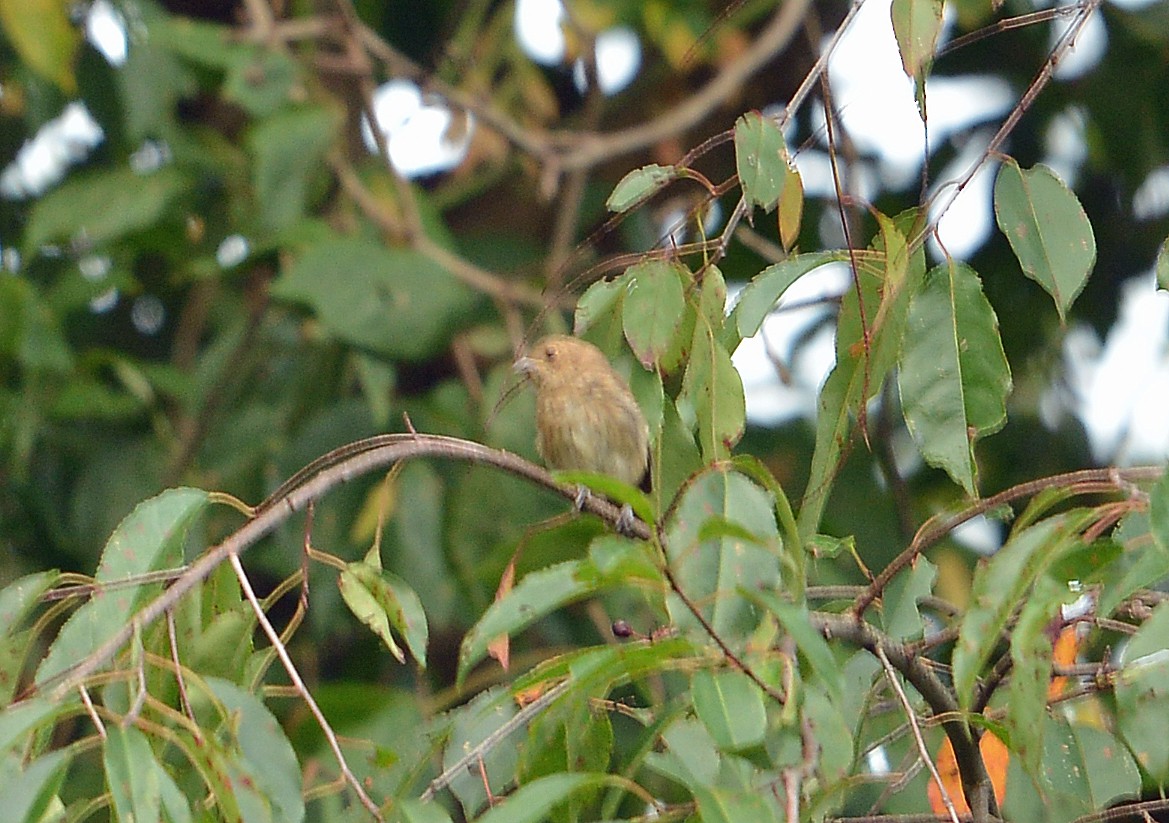 House Finch - ML605987221