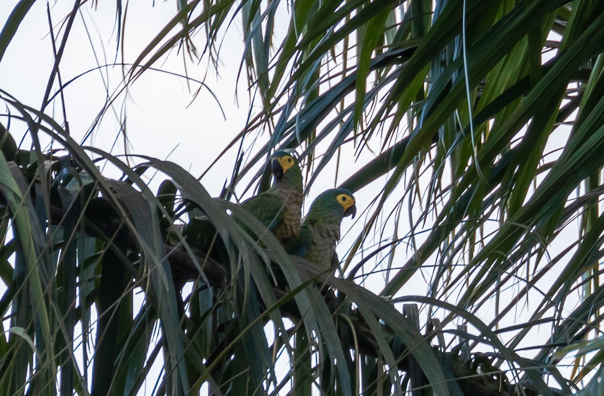 Red-bellied Macaw - Eduardo Bergo