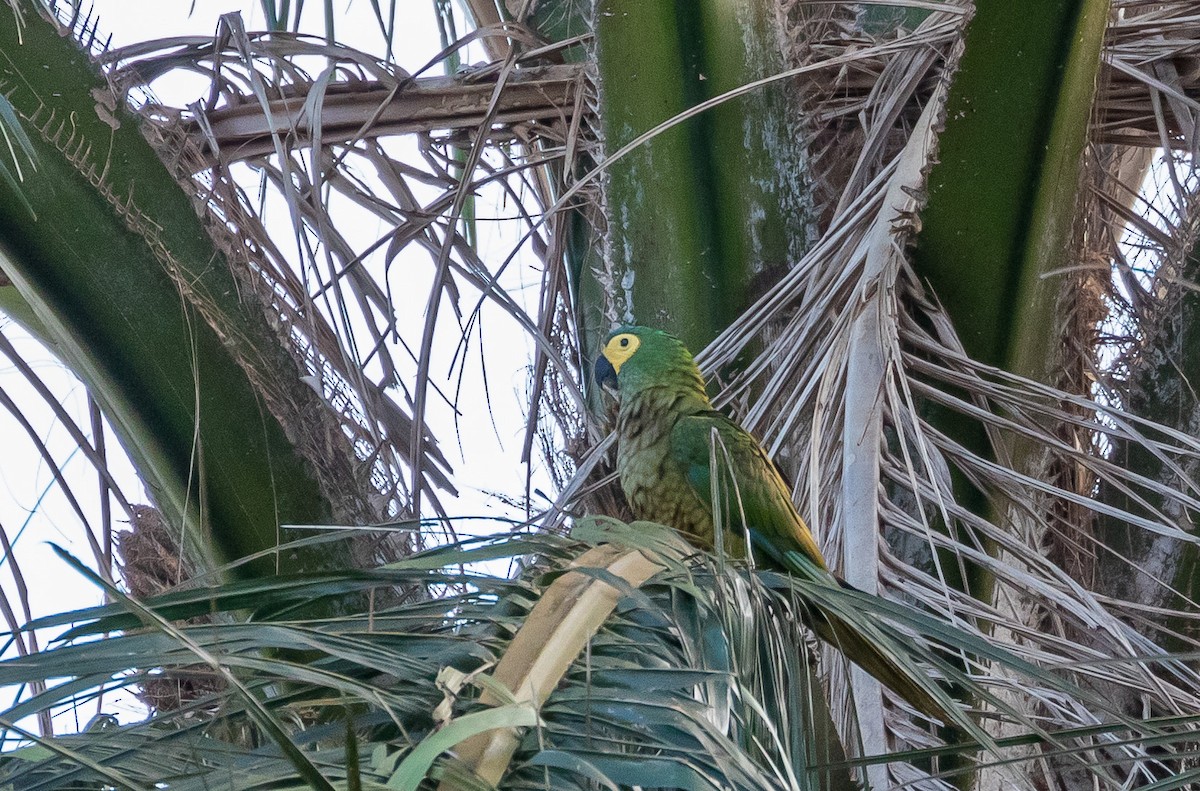 Red-bellied Macaw - Eduardo Bergo