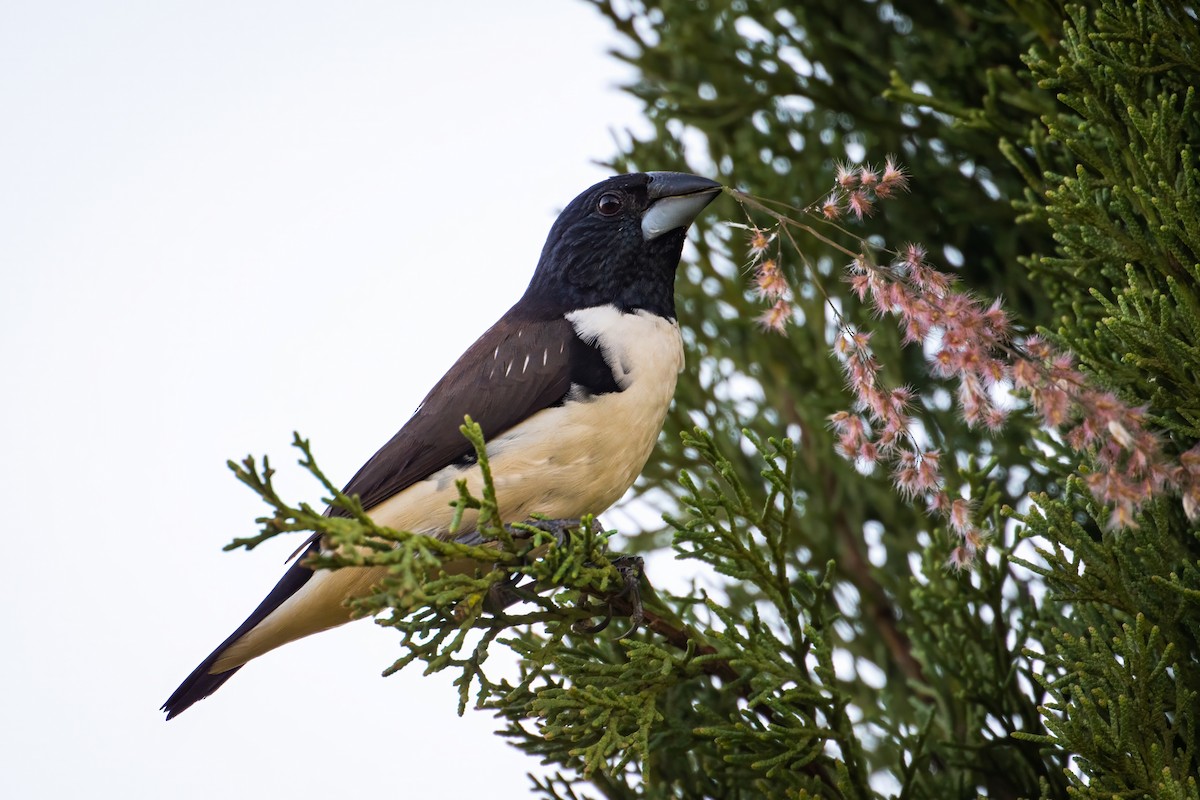 Magpie Mannikin - ML605987821