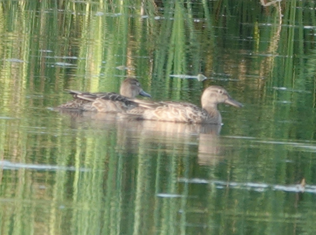 Blue-winged Teal - ML605987931