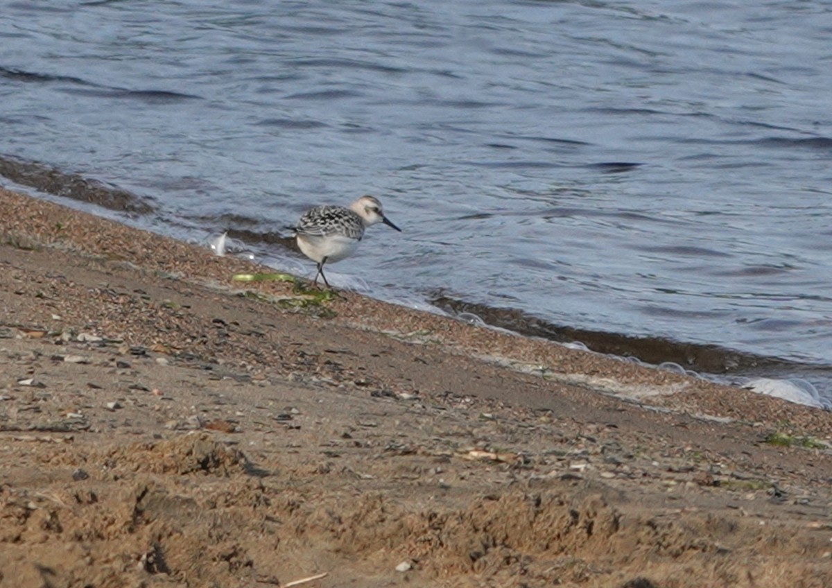 Bécasseau sanderling - ML605988021