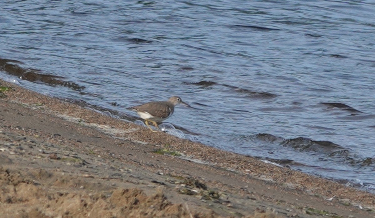 Spotted Sandpiper - ML605988161