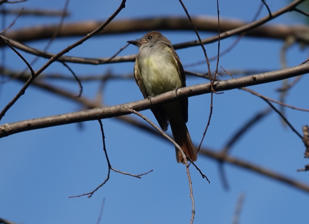 Great Crested Flycatcher - ML605988231