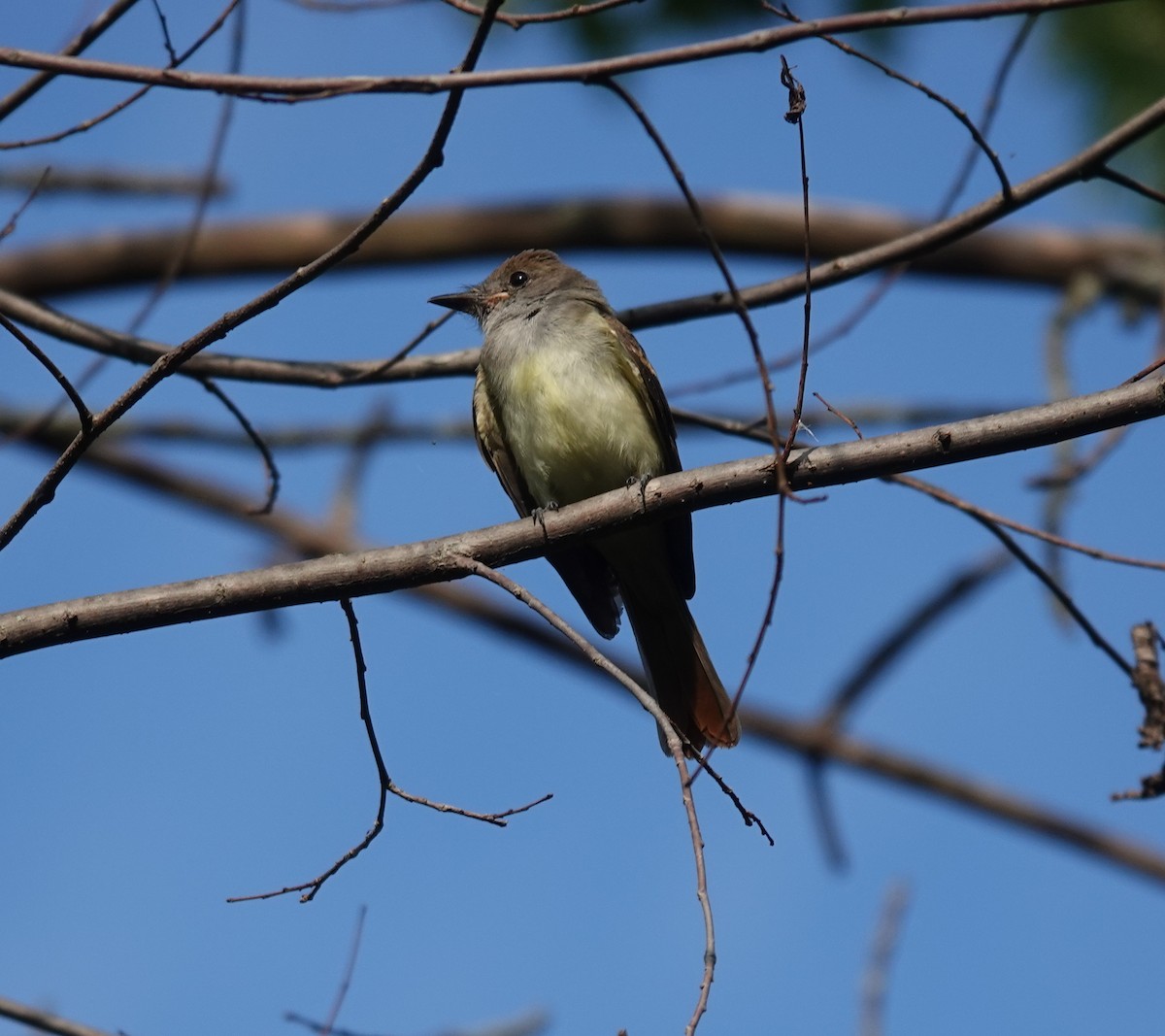 Great Crested Flycatcher - ML605988251
