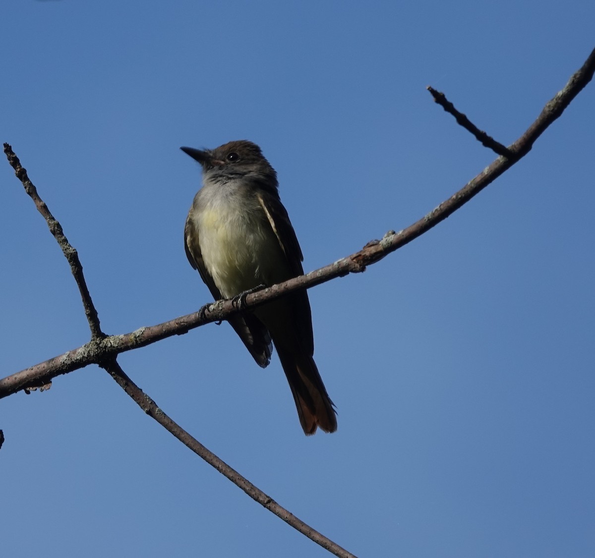 Great Crested Flycatcher - ML605988271